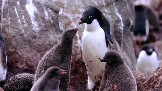 How krill fishery threatens Antarctic wildlife