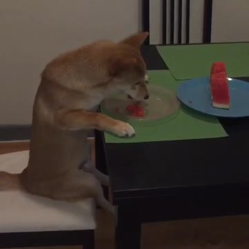 Dog with polite table manners sits like a human