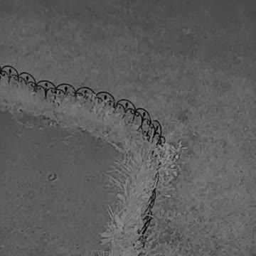 It’s not fox 🦊. It is a Cat 🐱