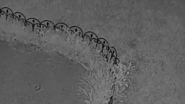 It’s not fox 🦊. It is a Cat 🐱