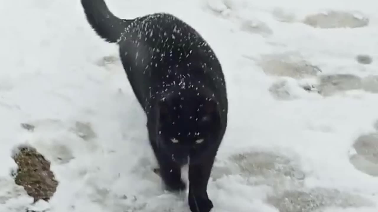 My cat winter adventures in the snow