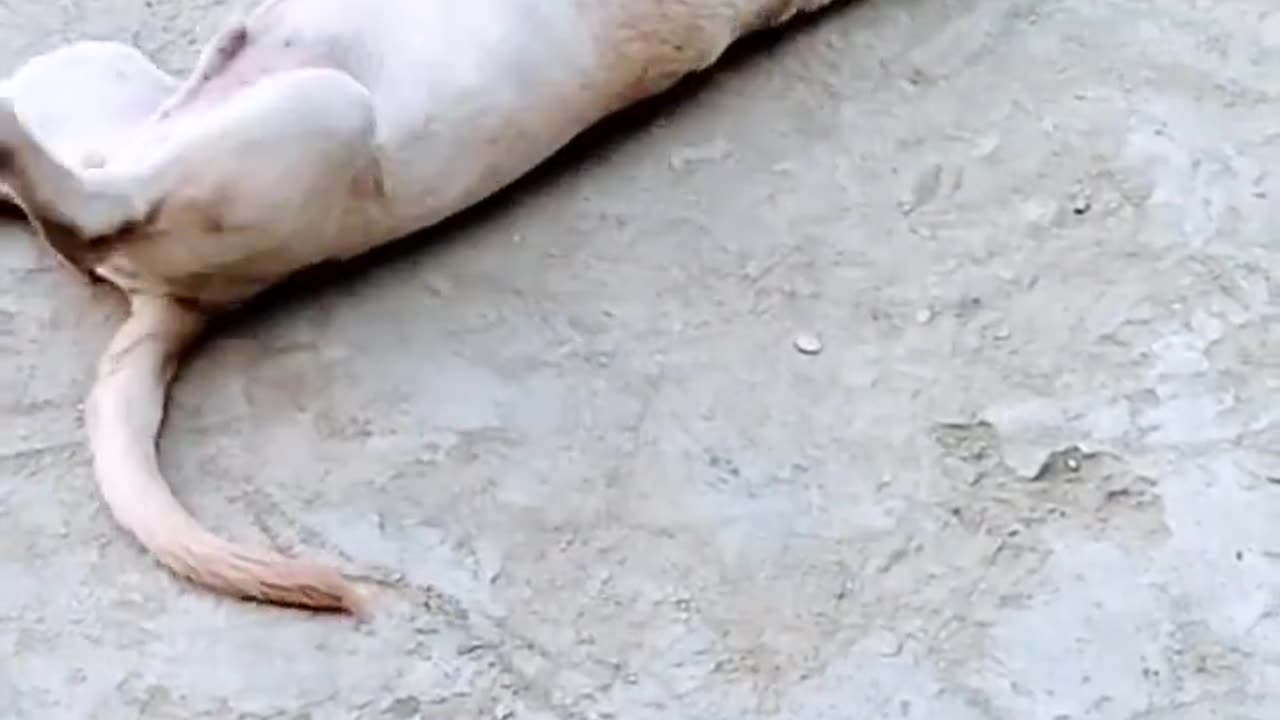 Best dog