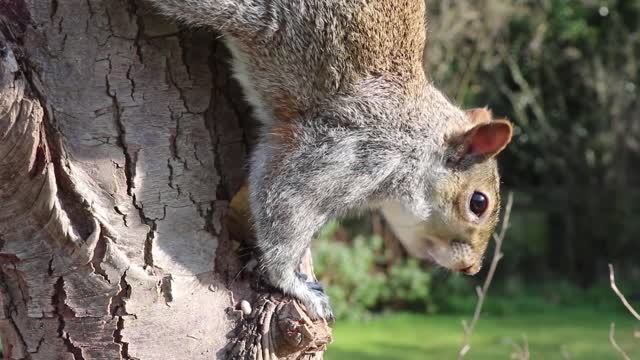 An animal eats very quickly at home inside a tree ##