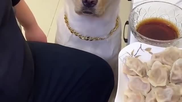 Taste is Important. Dogs also know. Must see the reaction