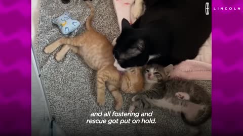 5_Kitten As Tiny As Computer Mouse Gives Woman Purpose The Dodo