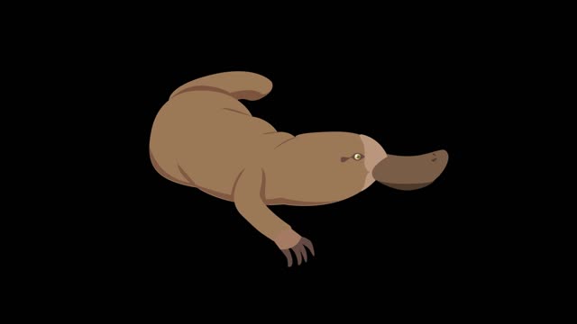 simple flat painting windmast animal duck mouth mg animation