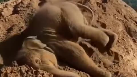 Cute baby elephant funny video