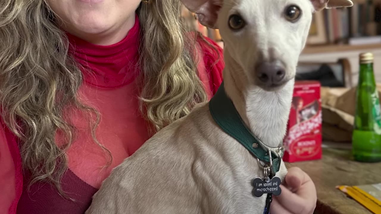 Adorably anxious dog only feels safe hiding under a blanket