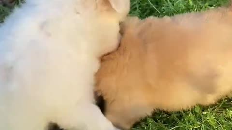 Funny Video of Puppy