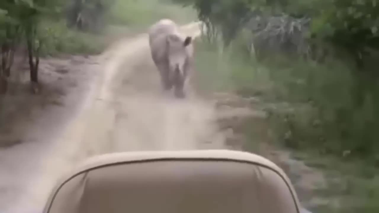 Brutal! Wild Animlas Goes Crazy Attacks Cars And Tourists Ruthlessly! Be Careful!