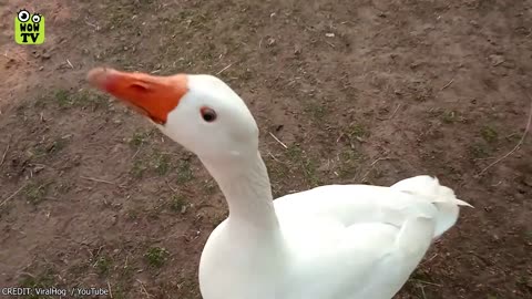 Animals Reunited With Owners After Year, Very Heartwarming Moments