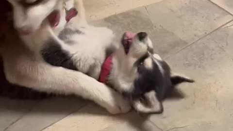 Ginger & Mika playing as Husky’s do!