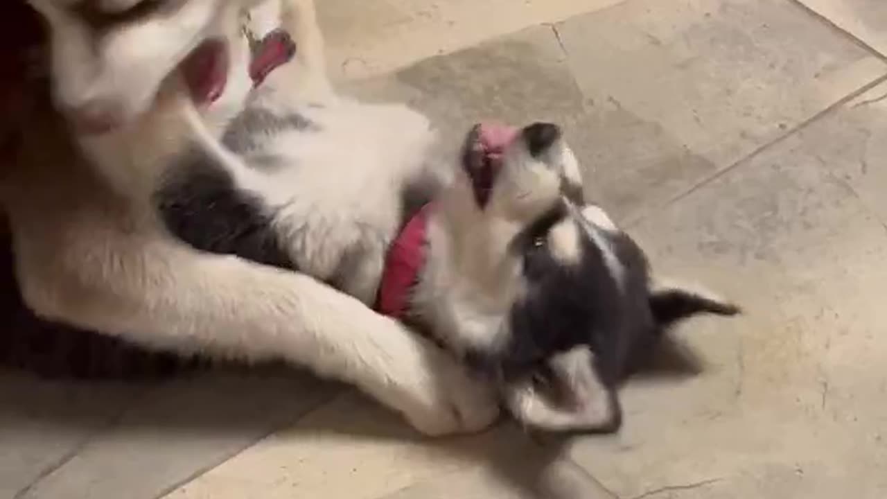 Ginger & Mika playing as Husky’s do!