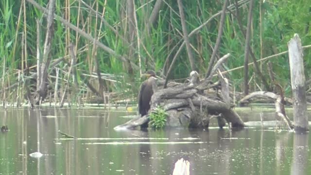 141 Toussaint Wildlife - Oak Harbor Ohio - Cormorant And Egret On The Toussaint