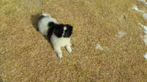 A mother dog playing with a puppy