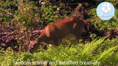 Animal video
