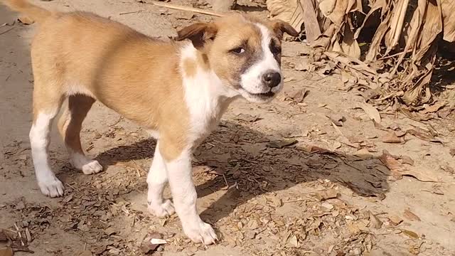 The puppy ran towards me while the dog was walking down the street