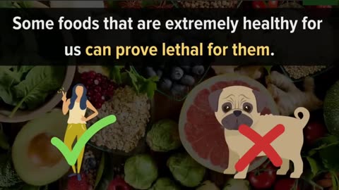 22 Common Foods That Will Kill Your Dog