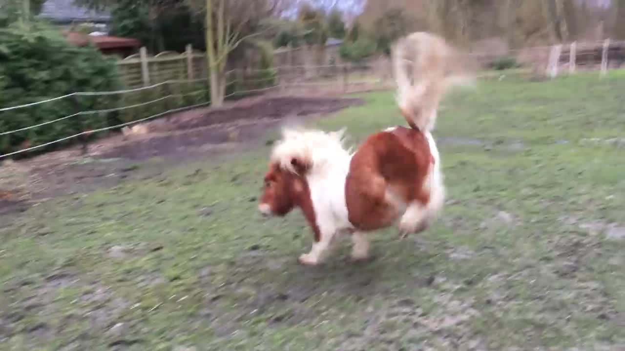 Miniature Horse Hops Around Pen