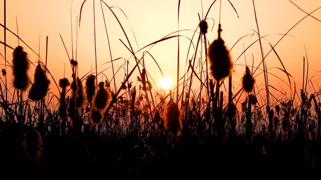 Forest Birdsong 2 - Birds Sing in the Woods - No Loop Realtime Birdsong - Relaxing Nature Video