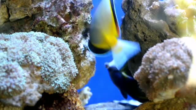 Depth of the sea photography