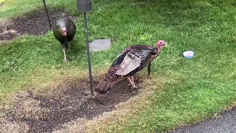 Wild Turkeys at our bird feeders.