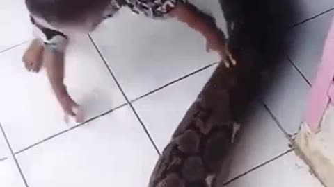 Big snake enter home/animal/playing with big snake