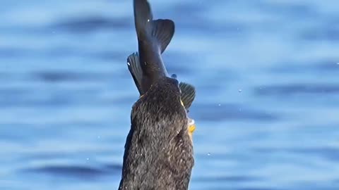 Incredible bed swallow a big fish so incredible. 🐦🐟