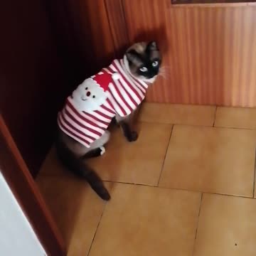 Cute cat doing a fashion model