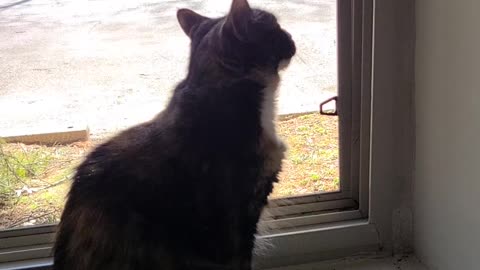Camera Happy Cat/Camera Shy Cat