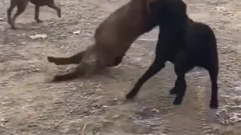 Weird and paused