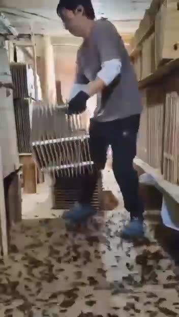 These insects are bred for food, waste processing and the production of medicines and cosmetics.