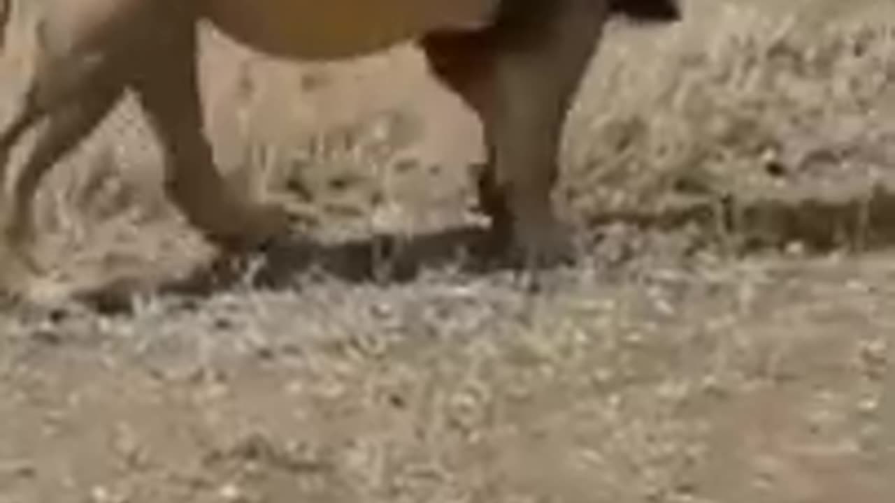 best funny animal videos.
