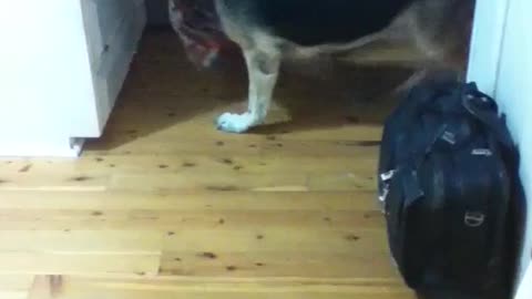 Dog's funny way to enter the room