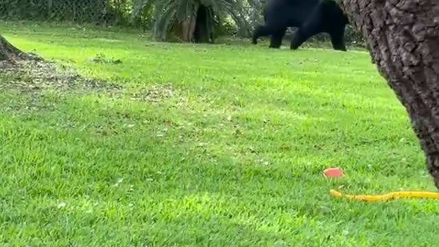 Trespassing Bear Walking in Backyard Causes Commotion at Get-Together by Scaring Guests