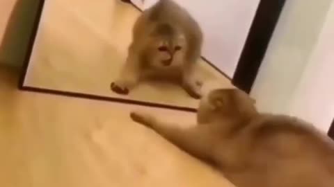 Funny and Cute Cats Videos #10