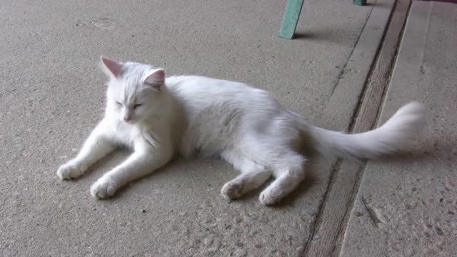 White Cat Laying on Pavement