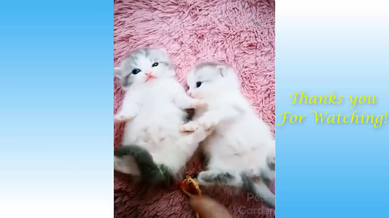 cute pets and funny animals compilation 88