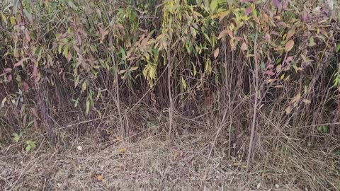 Surrounded by Black-capped Chickadees