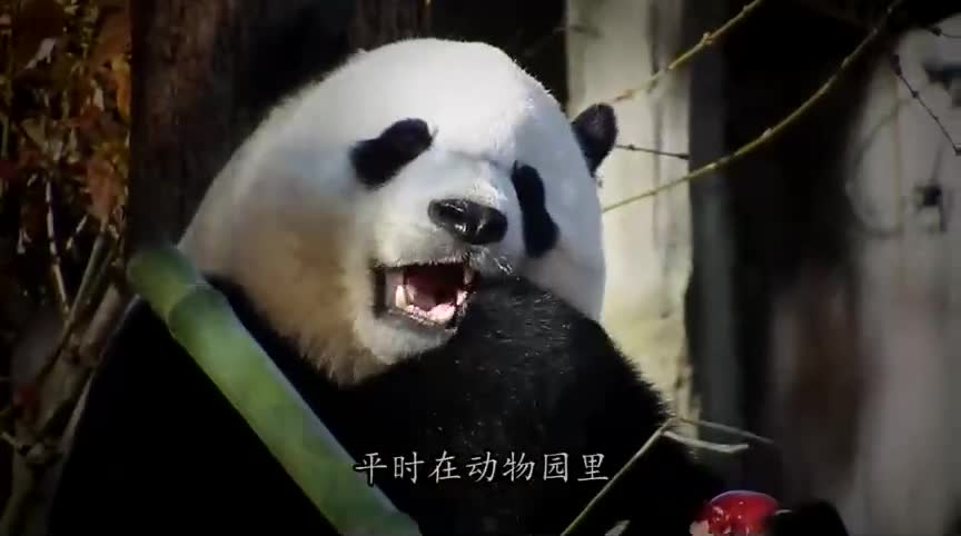 Beautiful panda and wonderful animals that will surprise you with a pleasant sight