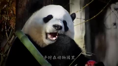 Beautiful panda and wonderful animals that will surprise you with a pleasant sight