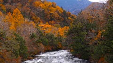 Enchanting Autumn Forests with Beautiful Piano Music