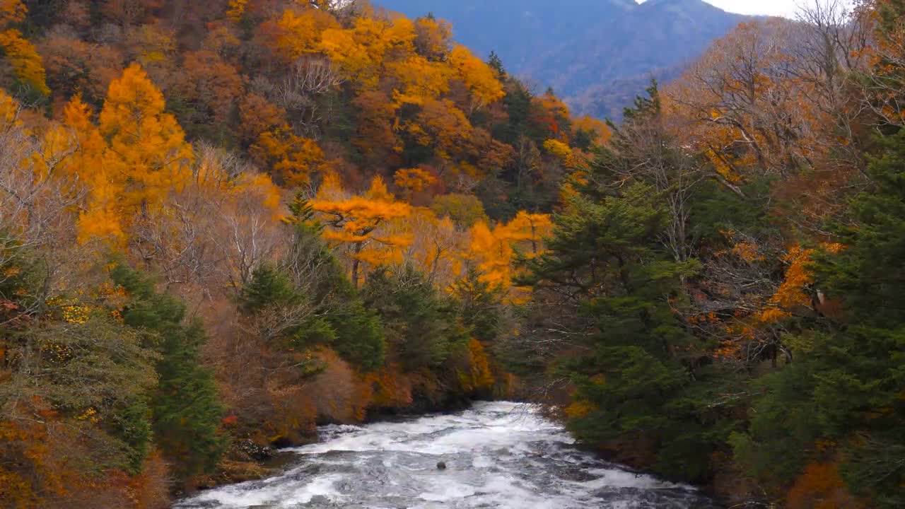 Enchanting Autumn Forests with Beautiful Piano Music
