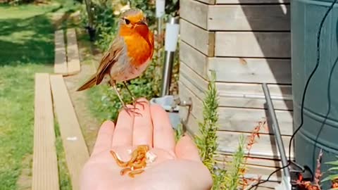 Beautiful British Robin #robin