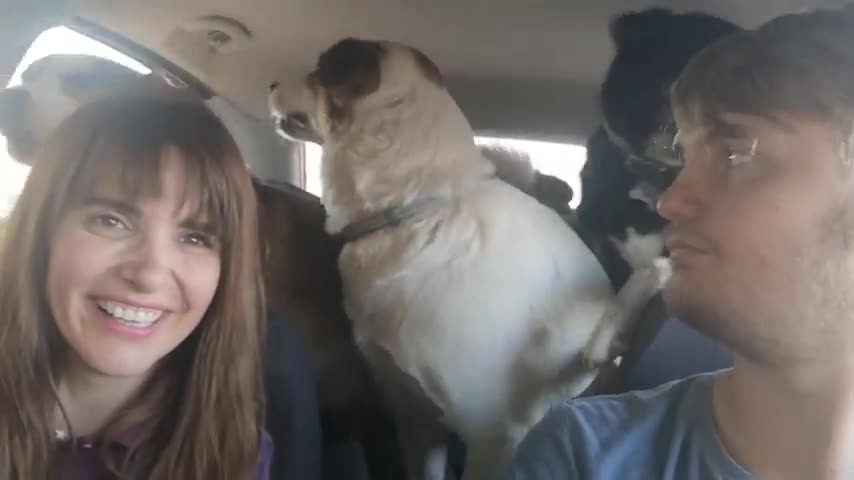 Large Group of Dogs Bark with Excitement in Backseat of Car