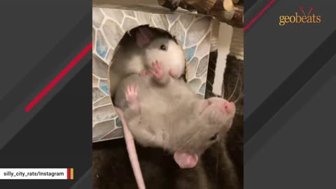 Woman brings home a rat and discovers he's just like a puppy