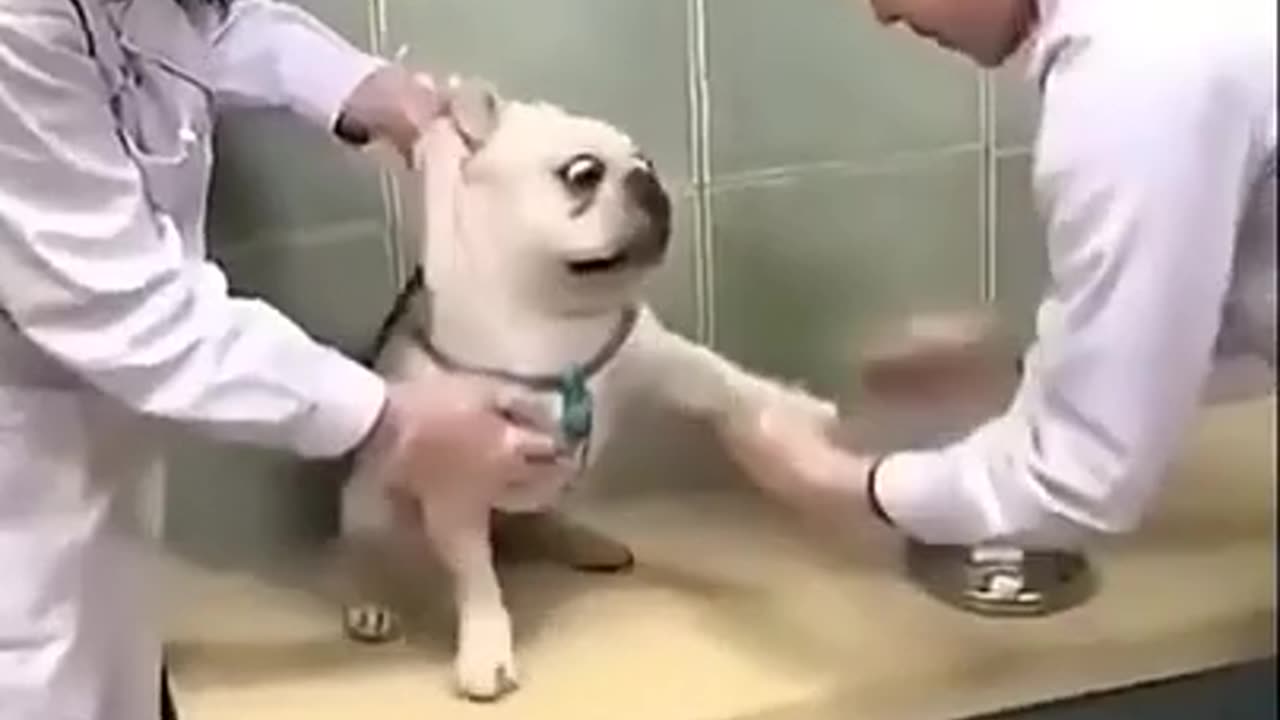 Funny animals taking vaccine