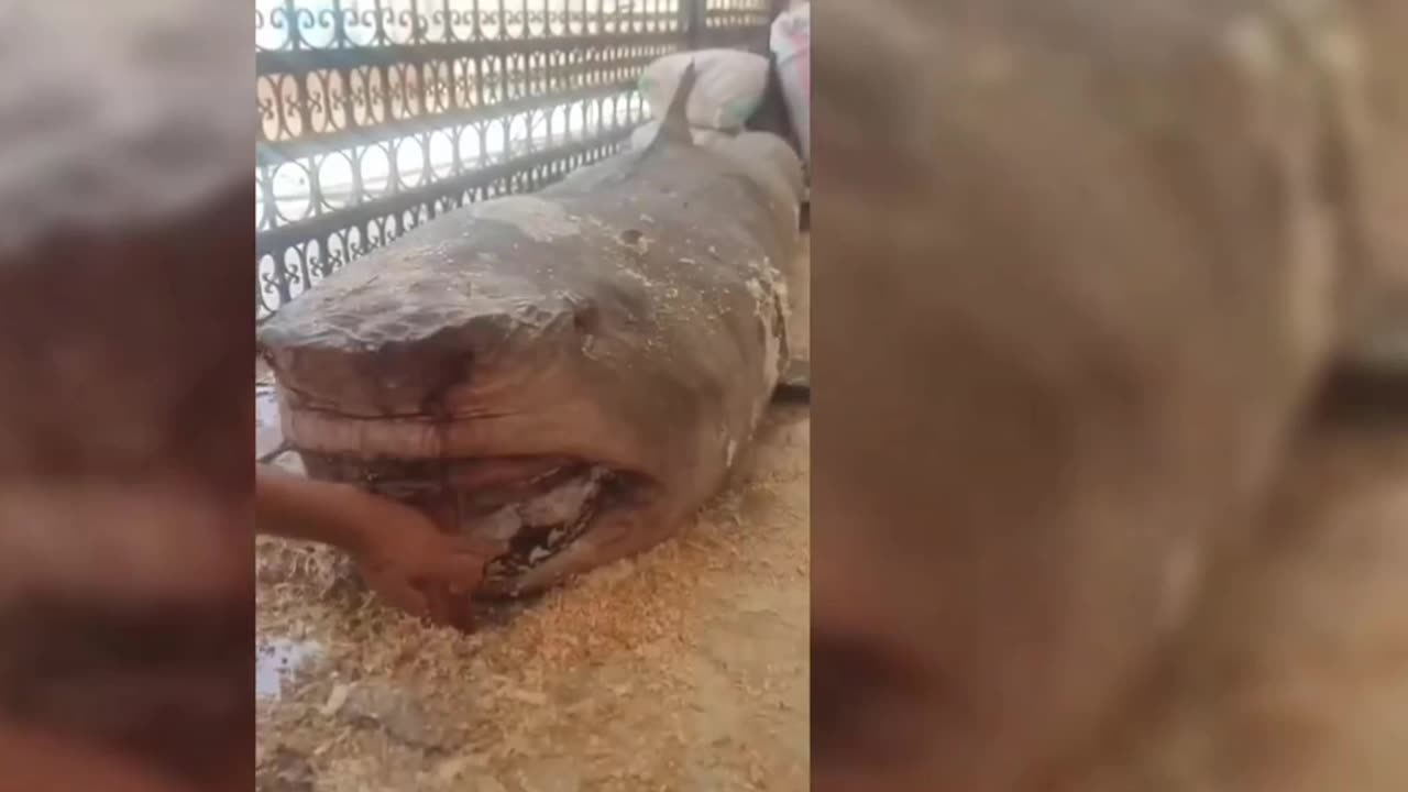 Watch the mummification of the shark that devoured the Russian tourist