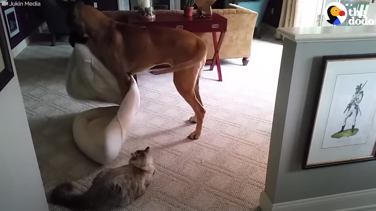 Dog Tells Cat To Get Her Own Bed