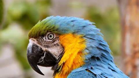 Parrot Is Eating On The Tray